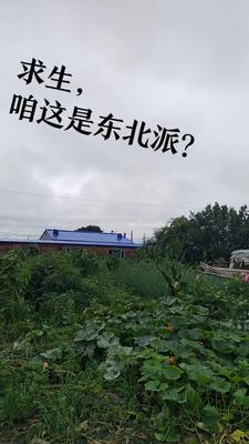 求生竞赛,咱这是东北派?